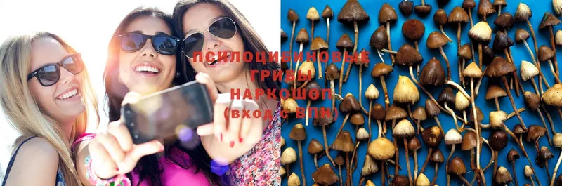 Галлюциногенные грибы Psilocybe  Киреевск 